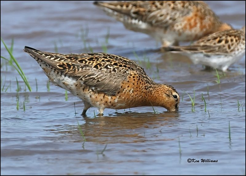 Short-billed Dowitcher, Wagoner Co, OK, 5-20-2023_6335Dz.jpg