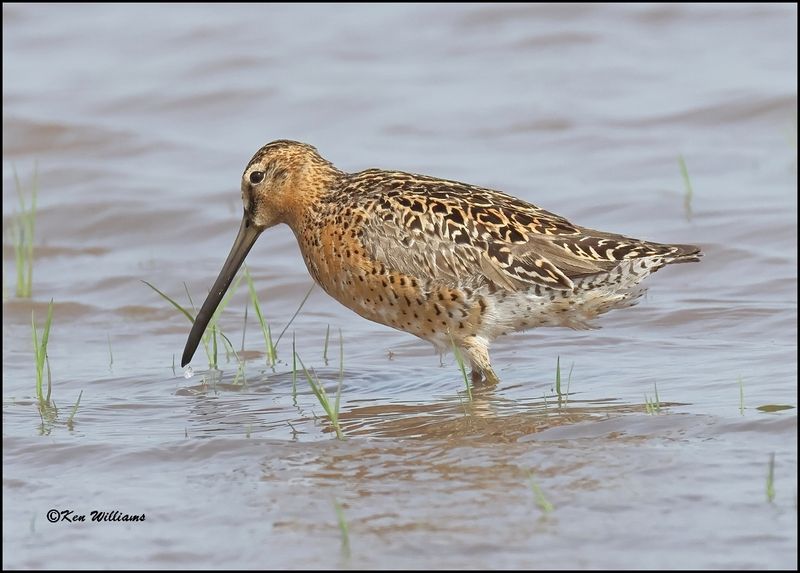 Short-billed Dowitcher, Wagoner Co, OK, 5-20-2023_6381Dz.jpg