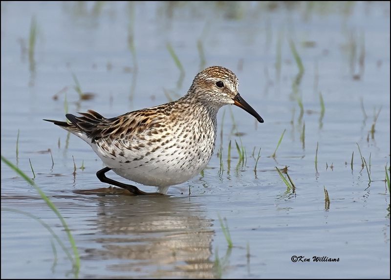 White-rumped Sandpiper, Wagoner Co, OK, 5-20-2023_5882Dz.jpg