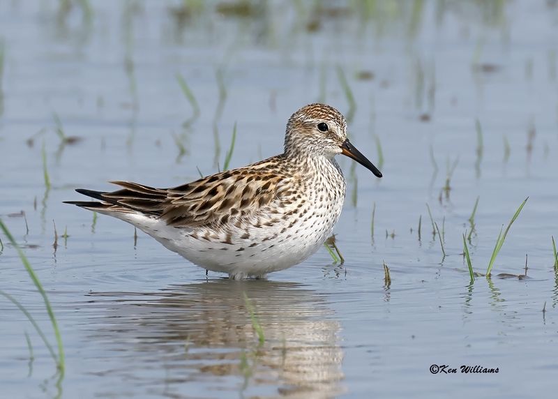 White-rumped Sandpiper, Wagoner Co, OK, 5-20-2023_5883Dz.jpg