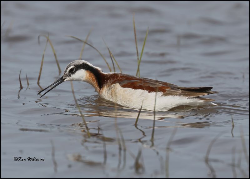 Wilson's Phalarope female, Wagoner Co, OK, 5-20-2023_5683Dz.jpg
