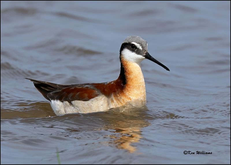Wilson's Phalarope female, Wagoner Co, OK, 5-20-2023_5816Dz.jpg