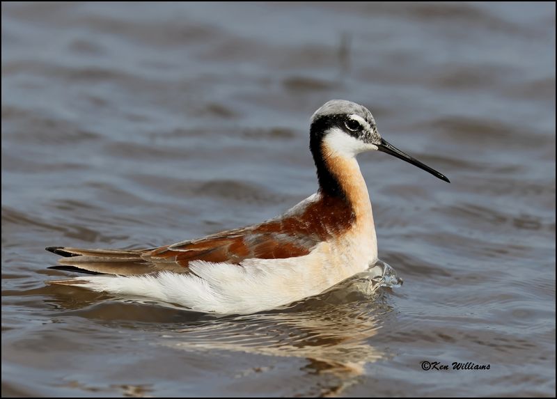 Wilson's Phalarope female, Wagoner Co, OK, 5-20-2023_5834Dz.jpg