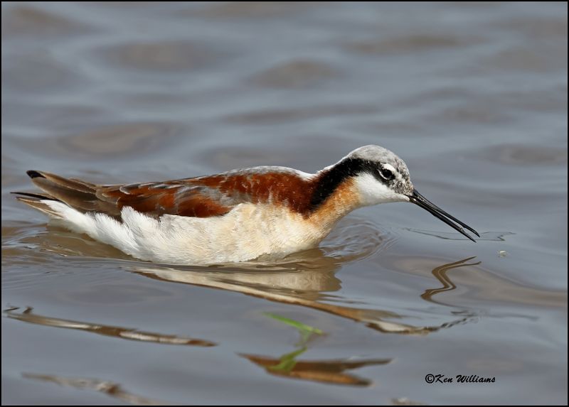 Wilson's Phalarope female, Wagoner Co, OK, 5-20-2023_6195Dze.jpg
