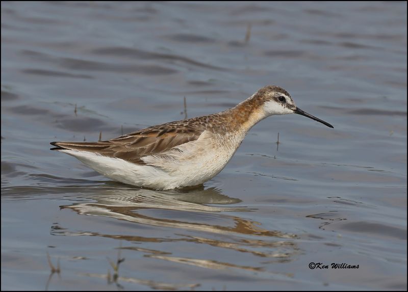 Wilson's Phalarope male, Wagoner Co, OK, 5-20-2023_5381Dz.jpg