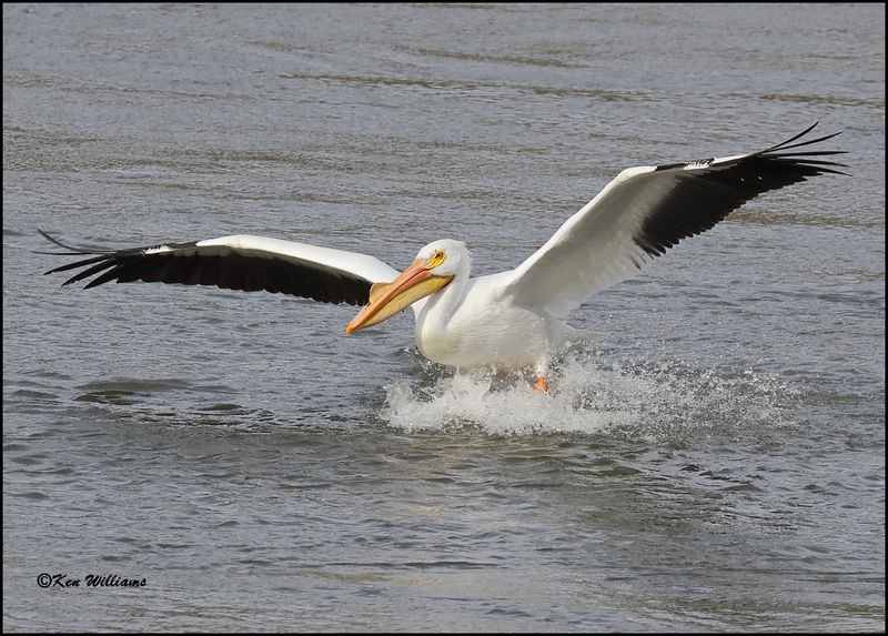 American White Pelican, Cherokee Co, OK, 3-20-2023_0L0A8910Dz.jpg