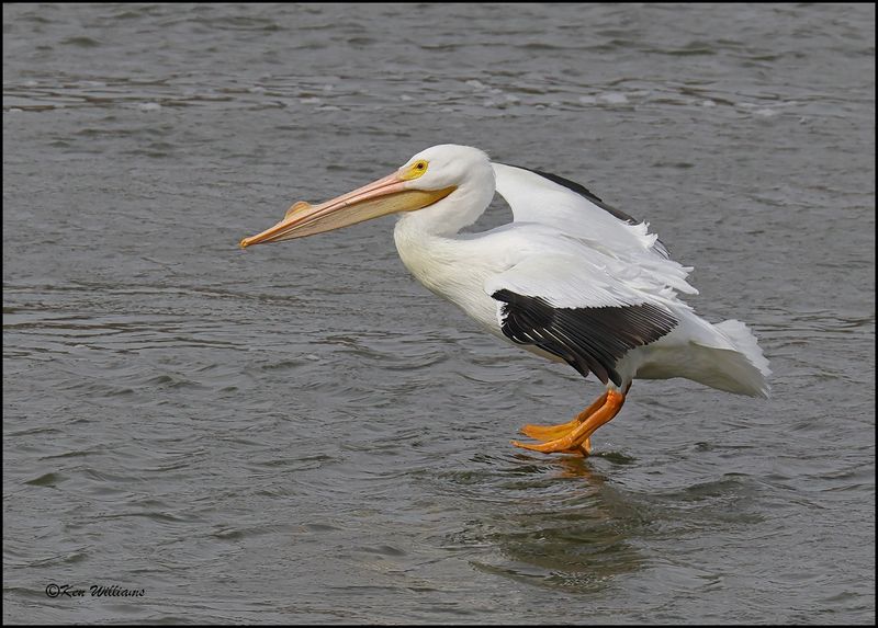 American White Pelican, Cherokee Co, OK, 3-20-2023_0L0A9465Dze.jpg
