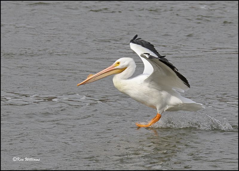 American White Pelican, Cherokee Co, OK, 3-20-2023_0L0A9468Dz.jpg