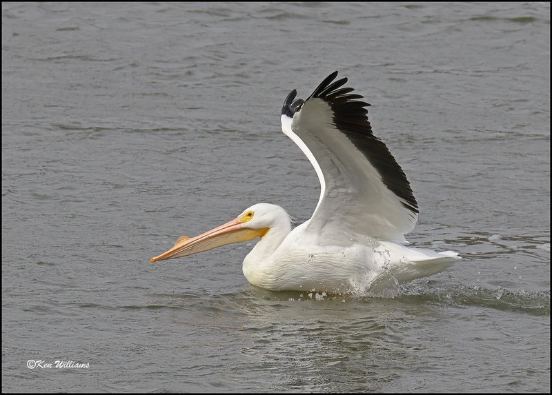 American White Pelican, Cherokee Co, OK, 3-20-2023_0L0A9475Dz.jpg