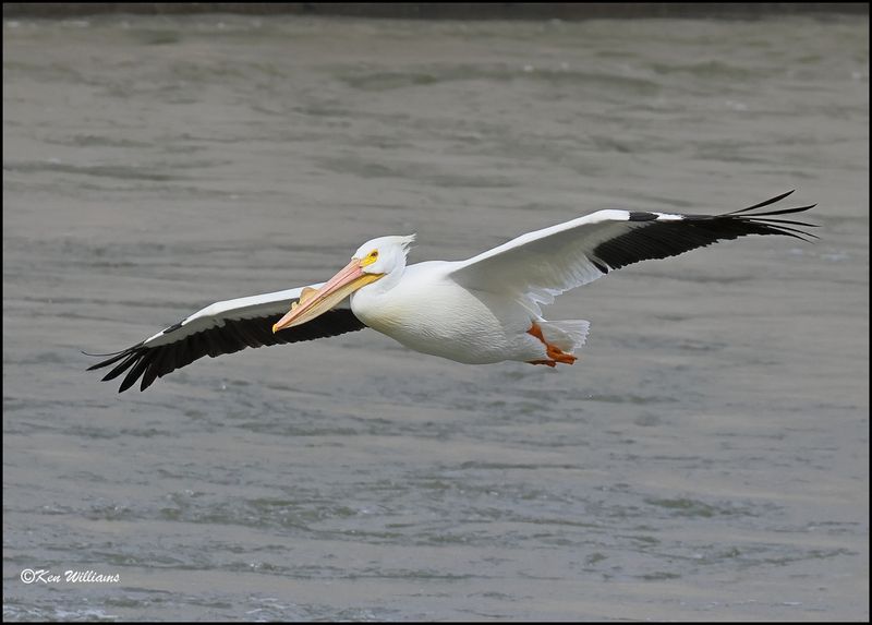 American White Pelican, Cherokee Co, OK, 3-20-2023_0L0A9613Dze.jpg