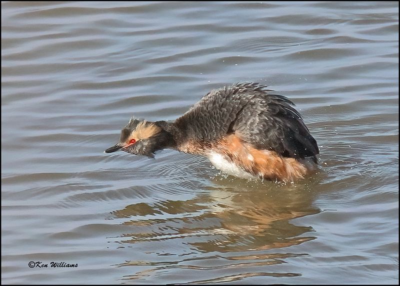 Horned Grebe, Cherokee Co, OK, 3-27-2023_0L0A1072Dz.jpg