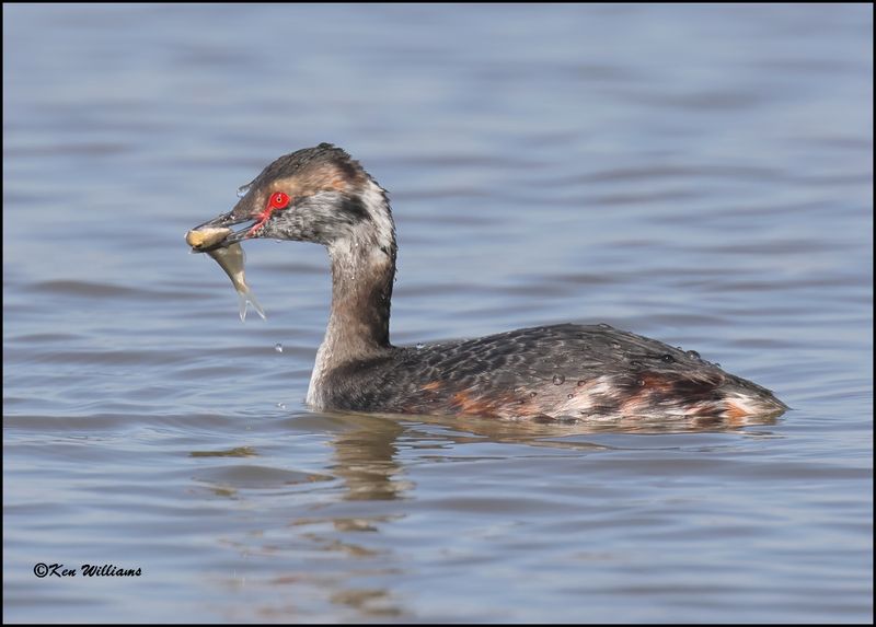 Horned Grebe, Cherokee Co, OK, 3-27-2023_0L0A1204Dz.jpg