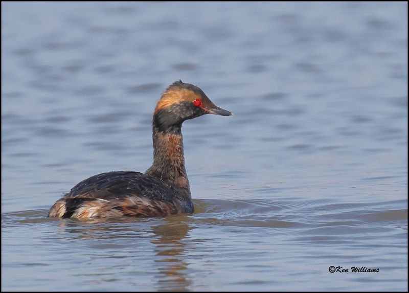 Horned Grebe, Cherokee Co, OK, 3-27-2023_0L0A1325Dz.jpg