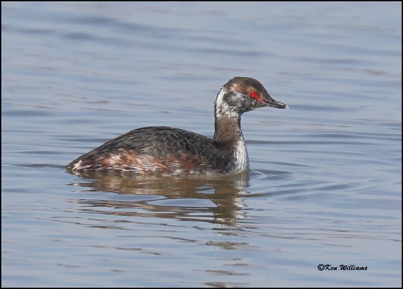 Horned Grebe, Cherokee Co, OK, 3-27-2023_0L0A1349Dz.jpg