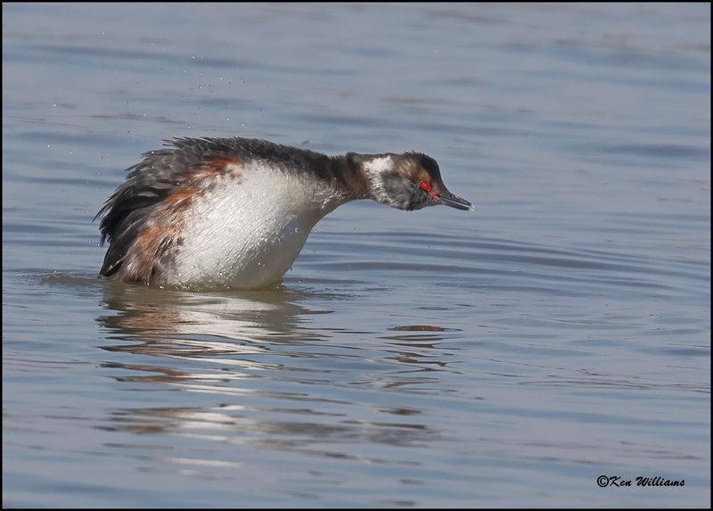 Horned Grebe, Cherokee Co, OK, 3-27-2023_0L0A1354Dz.jpg