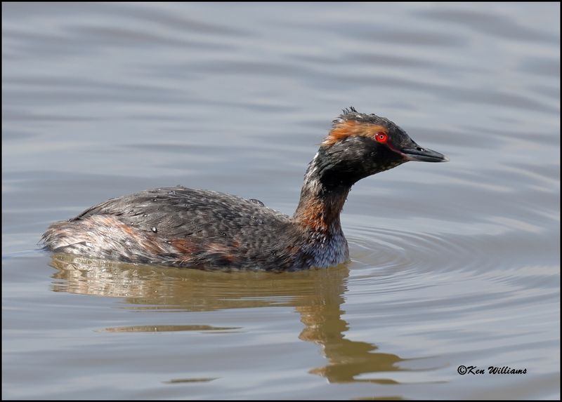 Horned Grebe, Cherokee Co, OK, 3-27-2023_0L0A1387Dz.jpg