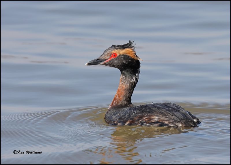 Horned Grebe, Cherokee Co, OK, 3-27-2023_0L0A1392Dz.jpg