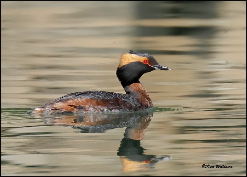 Horned Grebe, Tenkiller Lake, Sequoyah Co, OK, 4-17-2023_ 0L0A3016Dz.jpg