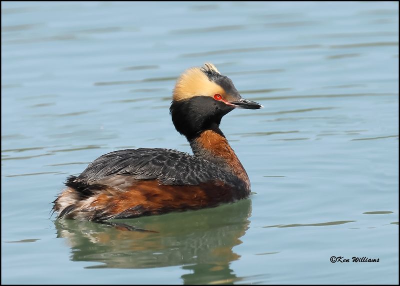 Horned Grebe, Tenkiller Lake, Sequoyah Co, OK, 4-17-2023_ 0L0A3146Dz.jpg