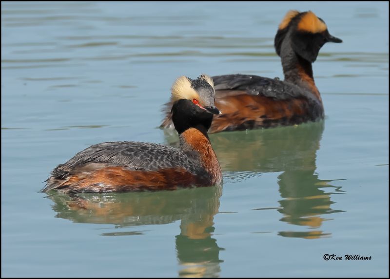 Horned Grebe, Tenkiller Lake, Sequoyah Co, OK, 4-17-2023_ 0L0A3161Dz.jpg