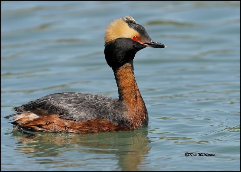 Horned Grebe, Tenkiller Lake, Sequoyah Co, OK, 4-17-2023_ 0L0A3176Dze.jpg