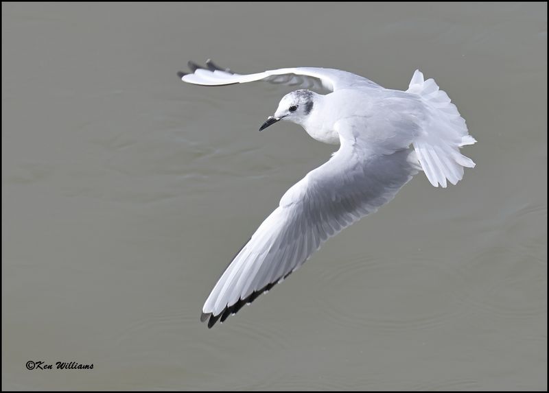 Bonaparte's Gull adult, Cherokee Co, OK, 3-20-2023_0L0A0502Dz.jpg