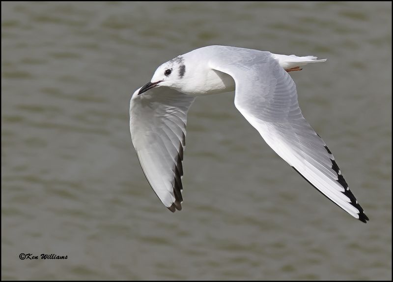 Bonaparte's Gull adult, Cherokee Co, OK, 3-20-2023_0L0A0564Dz.jpg