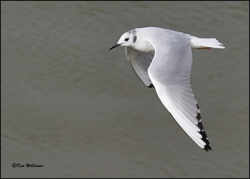 Bonaparte's Gull adult, Cherokee Co, OK, 3-20-2023_0L0A0579Dz.jpg