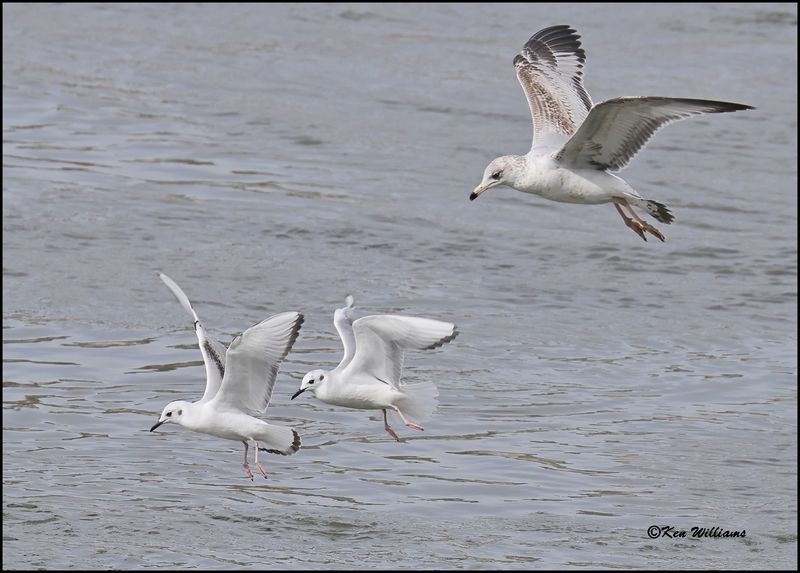 Bonaparte's Gull first cycle, Cherokee Co, OK, 3-20-2023_0L0A0355Dz.jpg