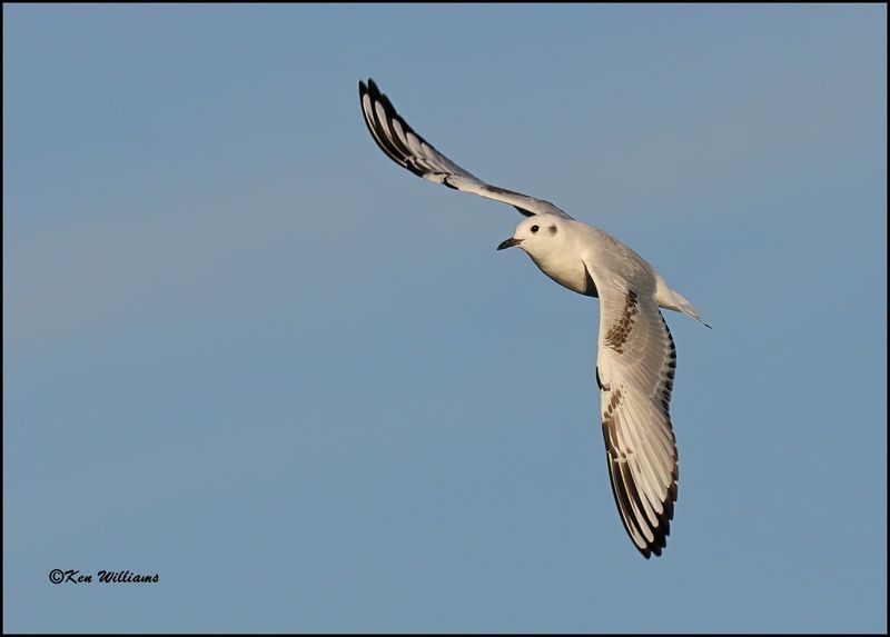 Bonaparte's Gull first cycle, Sequoyah Co, OK, 3-20-2023_0L0A8551Dz.jpg