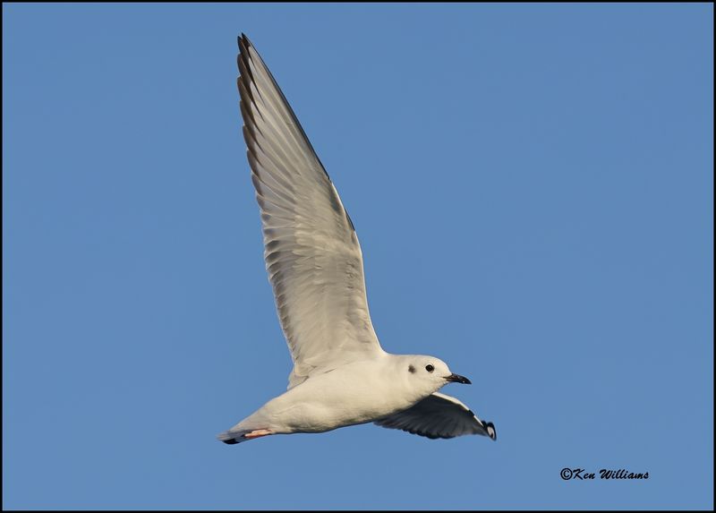 Bonaparte's Gull first cycle, Sequoyah Co, OK, 3-20-2023_0L0A8557Dz.jpg