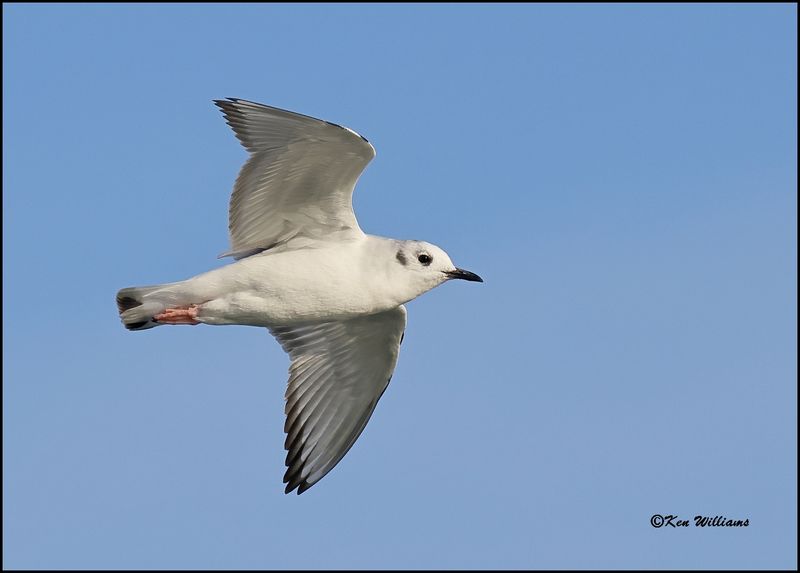 Bonaparte's Gull first cycle, Sequoyah Co, OK, 3-20-2023_0L0A8741Dz.jpg