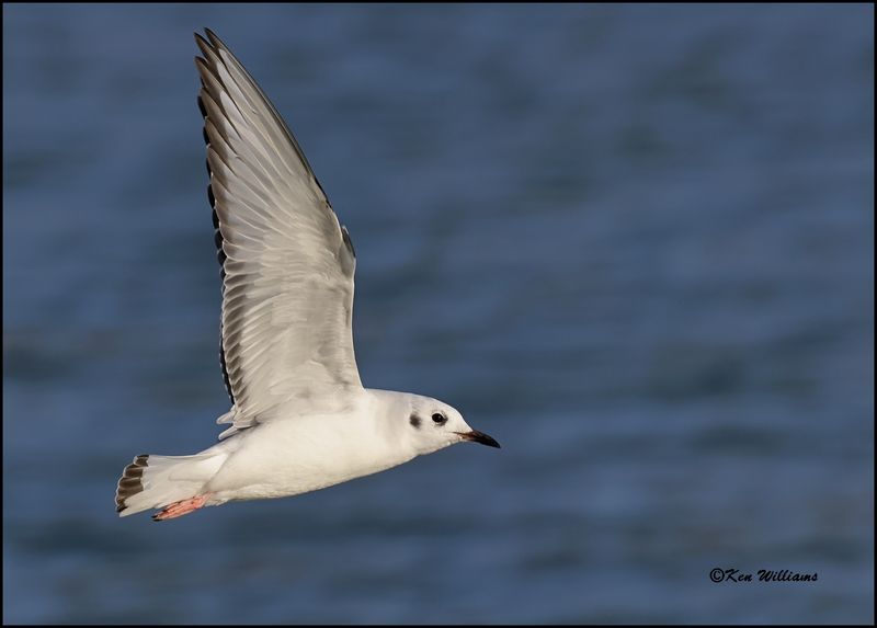 Bonaparte's Gull first cycle, Sequoyah Co, OK, 3-20-2023_0L0A8828Dz.jpg