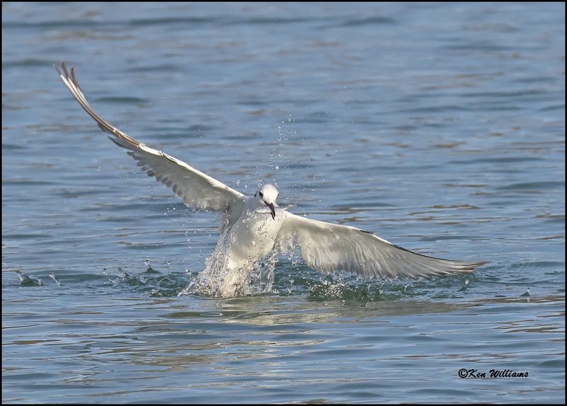 Bonaparte's Gull first cycle, Sequoyah Co, OK, 3-20-2023_0L0A8847Dz.jpg