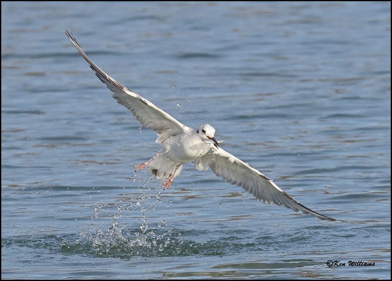 Bonaparte's Gull first cycle, Sequoyah Co, OK, 3-20-2023_0L0A8849Dz.jpg
