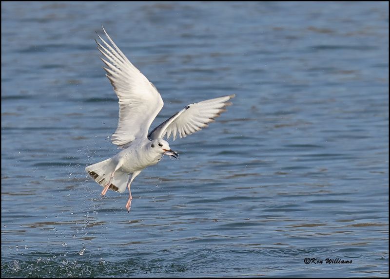Bonaparte's Gull first cycle, Sequoyah Co, OK, 3-20-2023_0L0A8850Dz.jpg