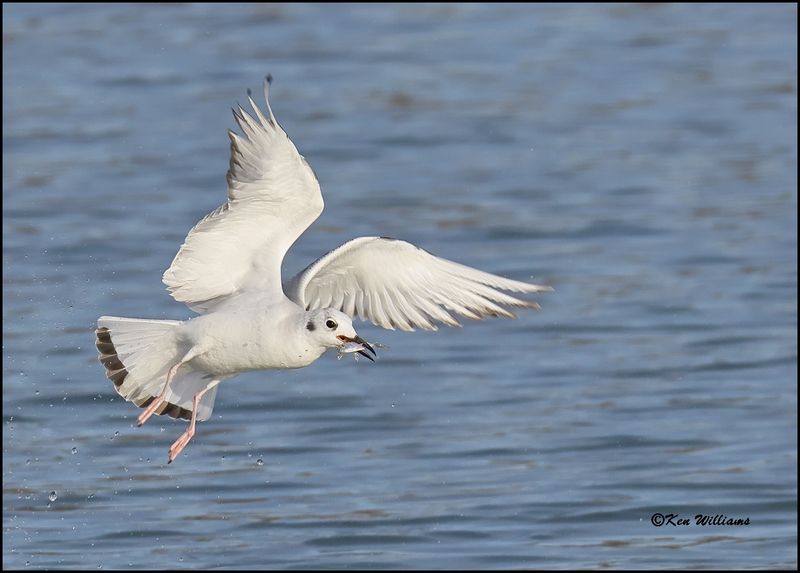 Bonaparte's Gull first cycle, Sequoyah Co, OK, 3-20-2023_0L0A8852Dz.jpg