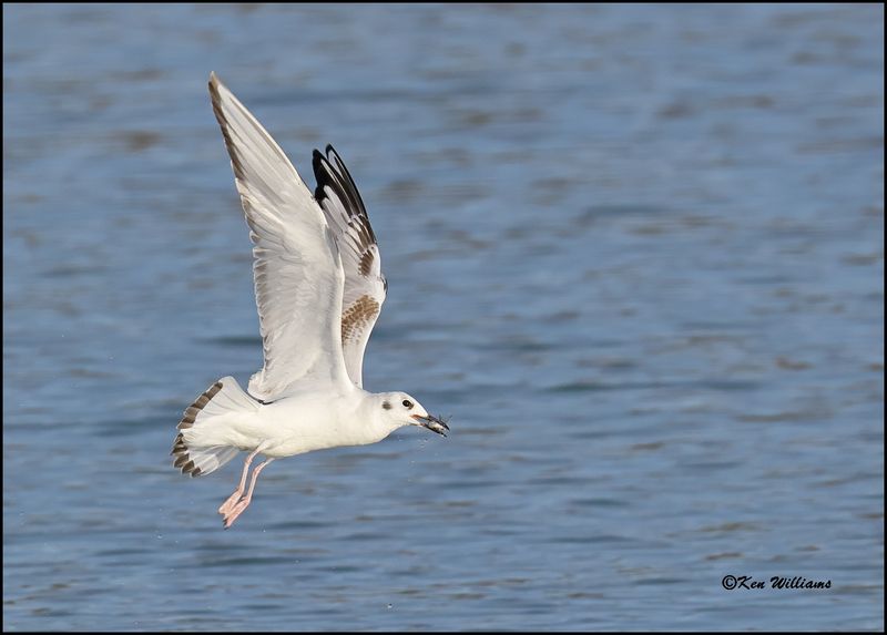 Bonaparte's Gull first cycle, Sequoyah Co, OK, 3-20-2023_0L0A8857Dz.jpg