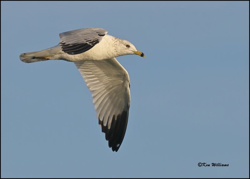 Ring-billed Gull 1st cycle, Cherokee Co, OK, 3-20-2023_0L0A8520Dz.jpg