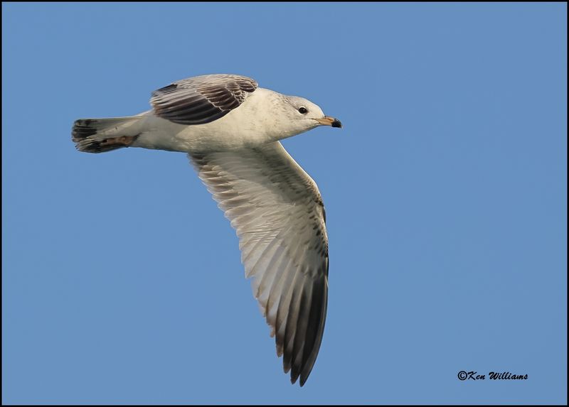 Ring-billed Gull 1st cycle, Cherokee Co, OK, 3-20-2023_0L0A8713Dz.jpg