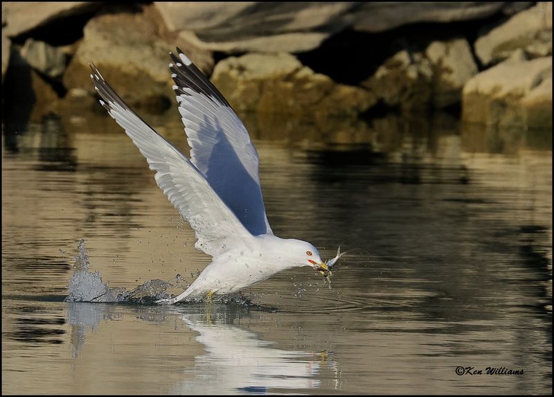 Ring-billed Gull adult, Cherokee Co, OK, 3-20-2023_0L0A8640Dze.jpg