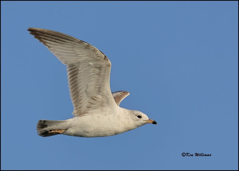Ring-billed Gull adult, Cherokee Co, OK, 3-20-2023_0L0A8715Dz.jpg