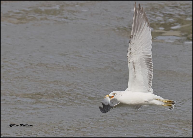 Ring-billed Gull adult, Cherokee Co, OK, 3-20-2023_0L0A9484Dz.jpg