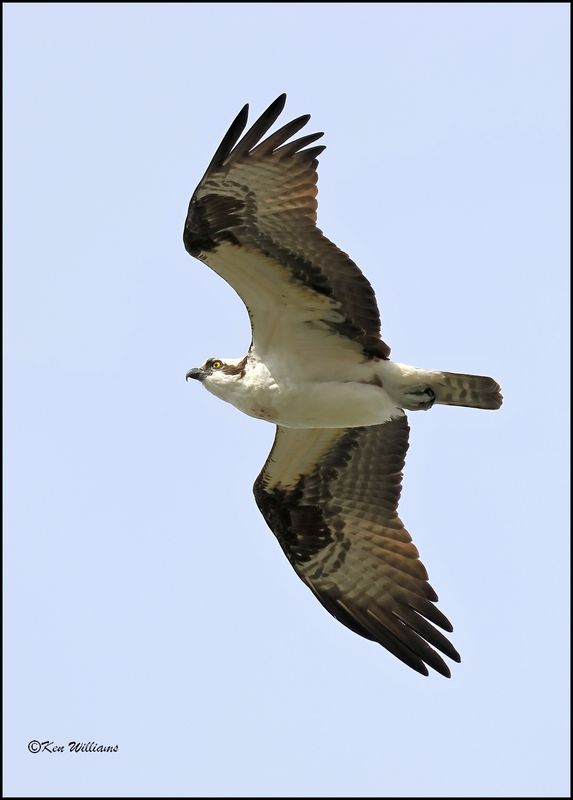 Osprey, Cherokee Co, OK, 3-20-2023_0L0A0084Dz.jpg