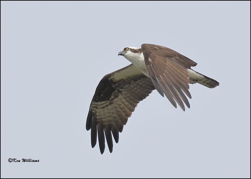 Osprey, Cherokee Co, OK, 3-20-2023_0L0A0207Dz.jpg