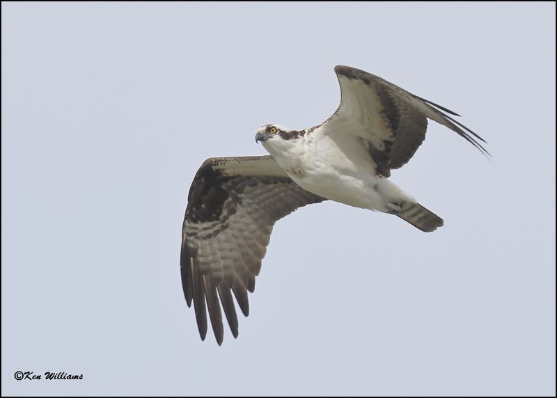 Osprey, Cherokee Co, OK, 3-20-2023_0L0A0267Dz.jpg