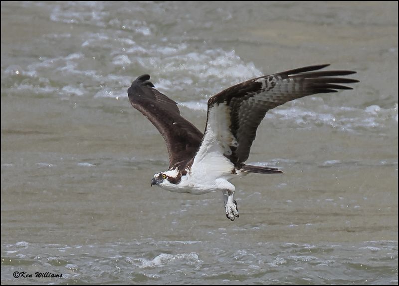 Osprey, Cherokee Co, OK, 3-20-2023_0L0A0390Dz.jpg