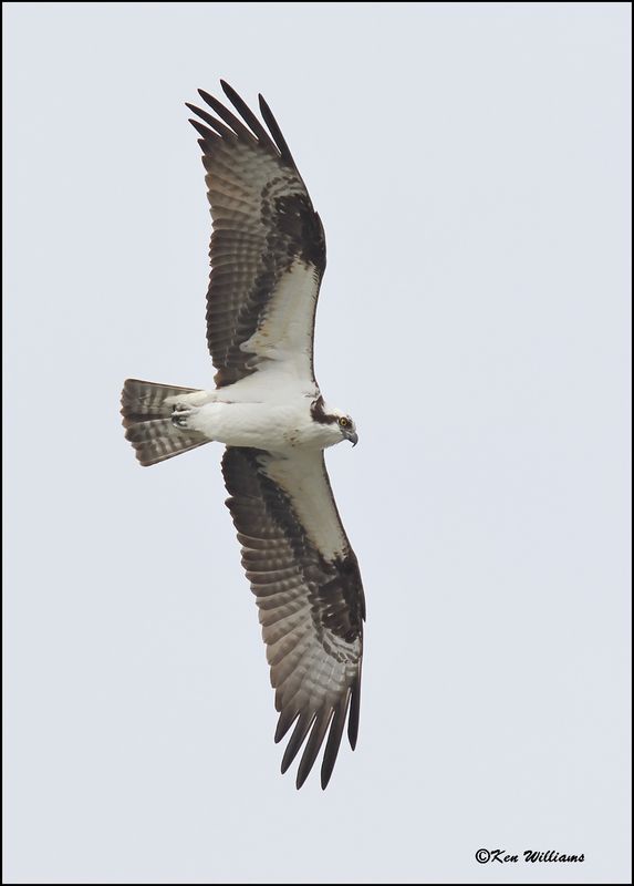 Osprey, Cherokee Co, OK, 3-20-2023_0L0A9937Dz.jpg