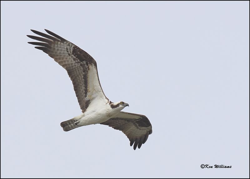 Osprey, Cherokee Co, OK, 3-20-2023_0L0A9950Dz.jpg