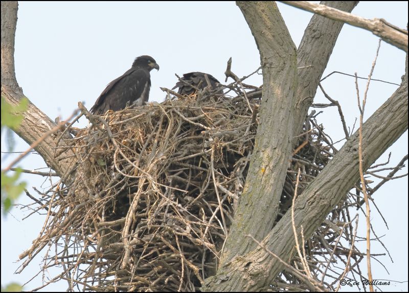Bald Eagle nest & young, Magee Marsh, OH, 05_23_2023.0L0A7403Dz.jpg